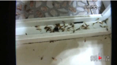 夏季来临，四害泛滥，白蚁尤为突出，重庆洁鼎
